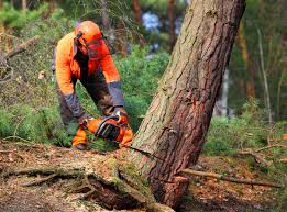 Reliable Salem, MO Tree Services Solutions