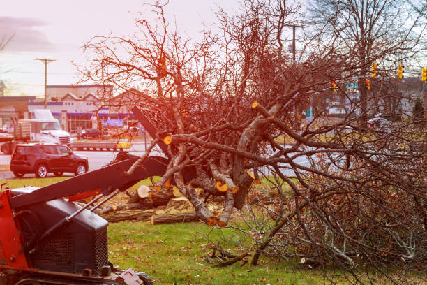 Best Storm Damage Tree Cleanup  in Salem, MO