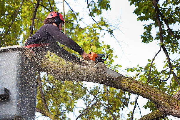 Best Fruit Tree Pruning  in Salem, MO